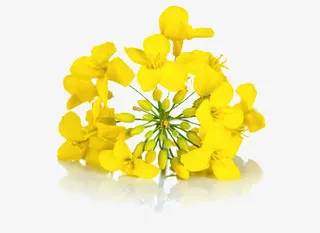 一朵黄色的花免抠动植物植物元素