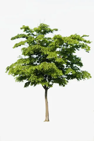 公园春天植物大树装饰免抠