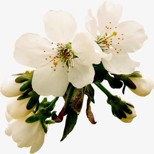 樱花免抠
