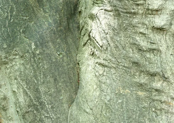 树皮免抠