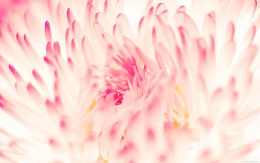 粉白色花瓣花心壁纸免抠