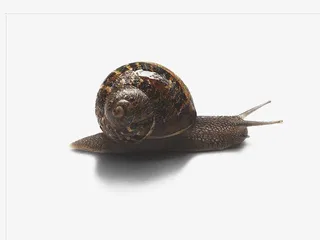 努力的小蜗牛免抠