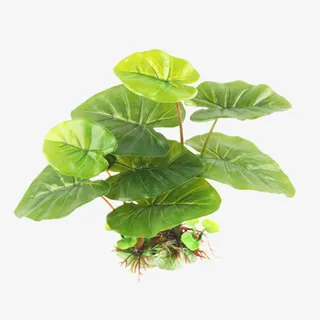 高仿真柔软阔叶水草免抠