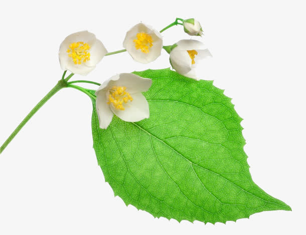 茉莉花特写免抠