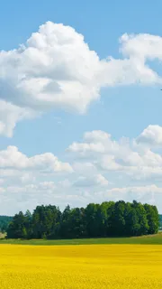 秋天唯美H5背景高清