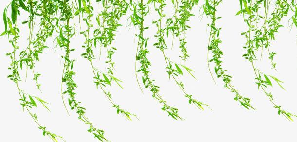 夏日林荫树叶柳叶飘飘免抠