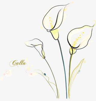 手绘白色花卉免抠