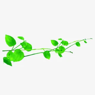 绿叶 春天 藤免抠