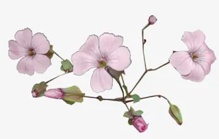 彩绘桃花花朵免抠