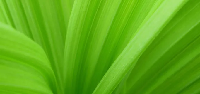 绿叶质感图片高清