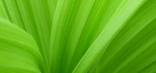 绿叶质感图片高清