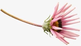 免扣花朵png素材免抠