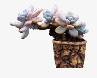 树皮纹理盆的多肉免抠