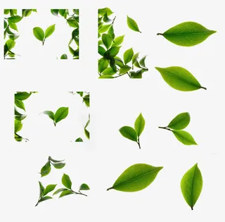 免抠高清各种绿色树叶免抠