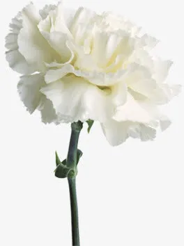 白色纯洁康乃馨花朵节日免抠