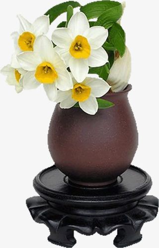 白色水仙花免抠