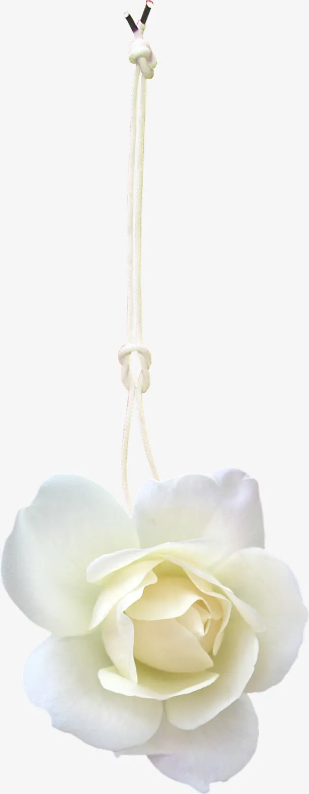 绳子吊起来的白色花朵植物免抠