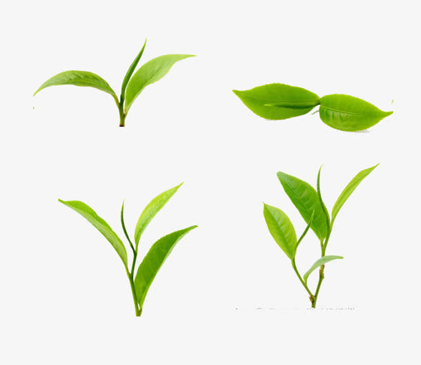 各种模样绿叶盎然的树枝免抠