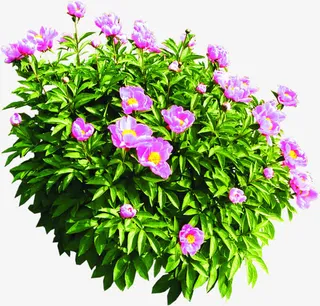 春天粉色桃花草丛免抠