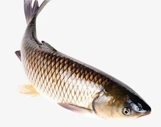 新鲜的鱼类啊免抠