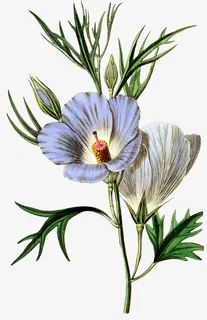 手绘蓝色窄叶芍药免抠