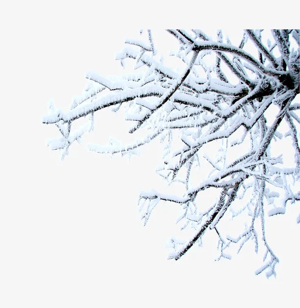 挂满雪花的树枝免抠