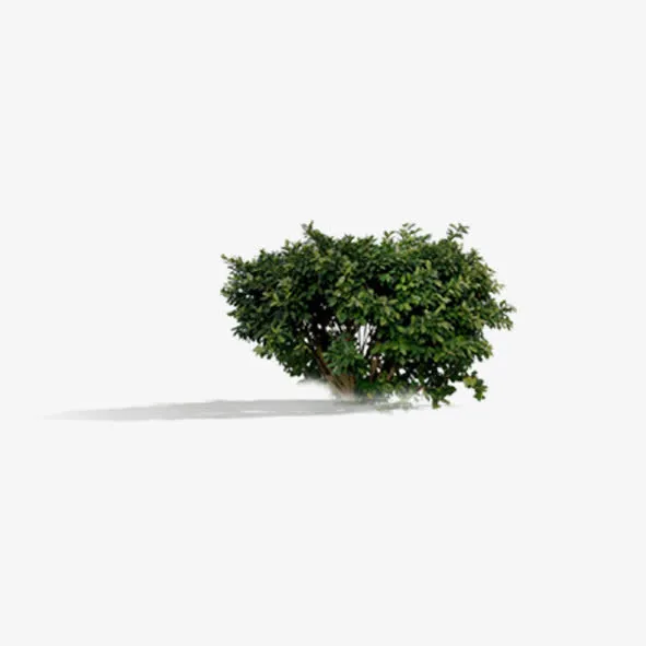 园林花草免抠
