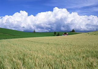 田野白天蓝天草地免抠