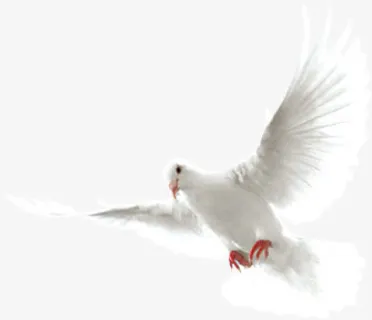 白色节日纯洁白鸽免抠