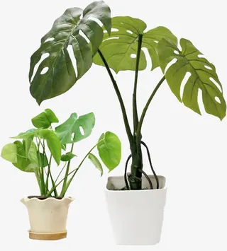 天然的空气净化器免抠