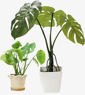 天然的空气净化器免抠 天然的空气净化器免抠