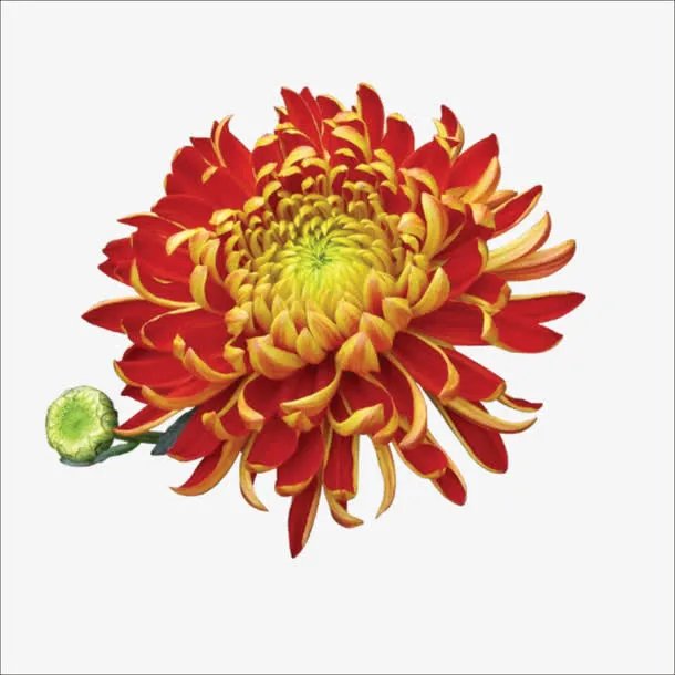重阳鲜花免抠