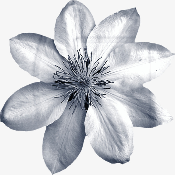花卉花朵素材免抠