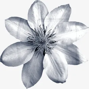 花卉花朵素材免抠