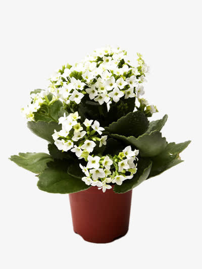 白色的盆花免抠