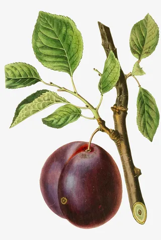 手绘带叶的新鲜李子免抠