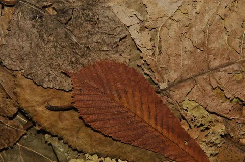 枯黄的秋叶背景