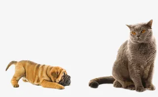 波斯猫特写免抠