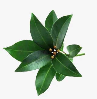 绿叶花型图片免抠