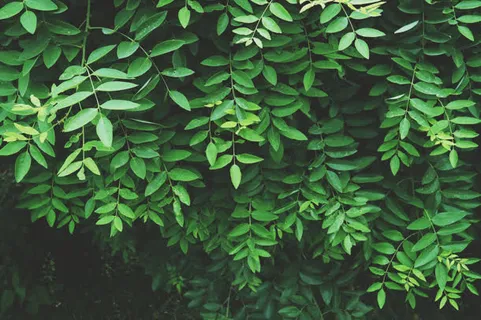草木植物绿叶高清摄影免抠 草木植物绿叶高清摄影免抠