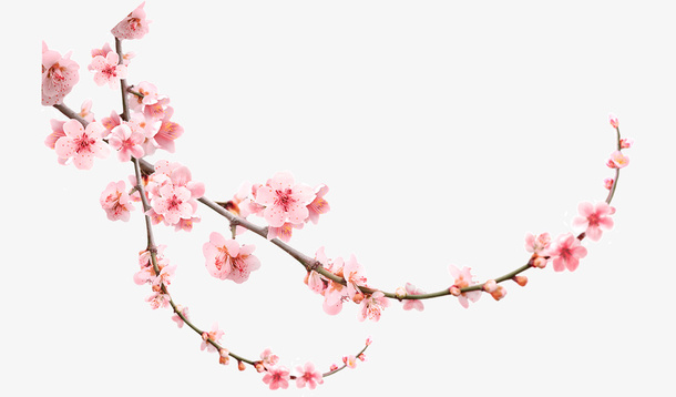 产品实物桃花树枝桃花枝产品实物免抠