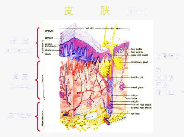 皮肤分析图免抠