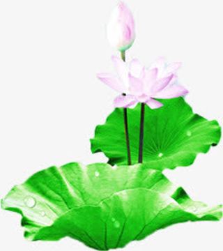 亭亭玉立的荷花高清背景图片