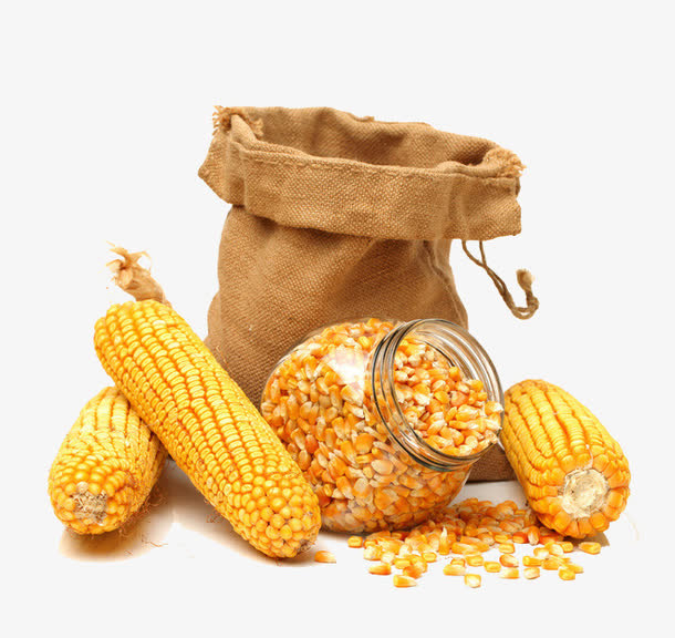 金黄的玉米免抠