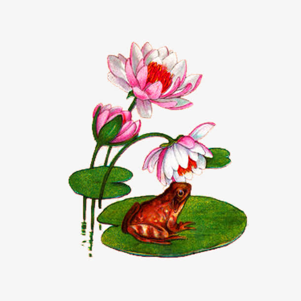 荷花免抠