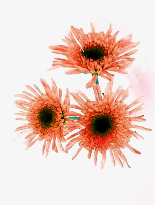 橙色菊花免扣素材免抠