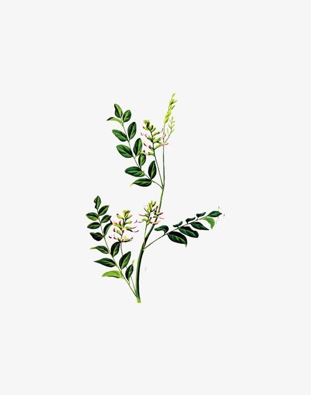 甘草免抠