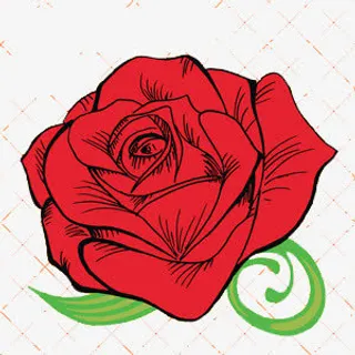 盛开的玫瑰免抠