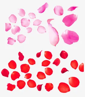 两色玫瑰花瓣免抠