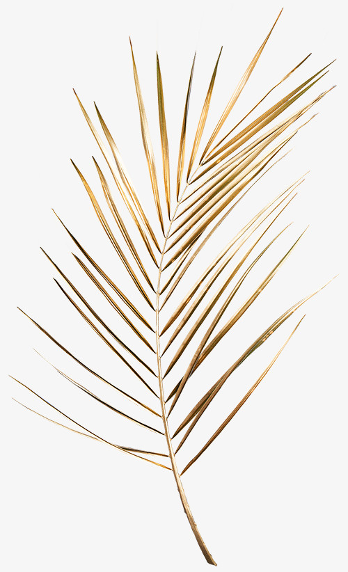 金叶子细长素材png免抠